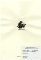 藏品(厚龍鬚菜)的圖片